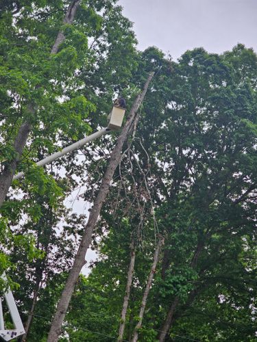 All Photos for ABC Tree Service in Dobson, NC