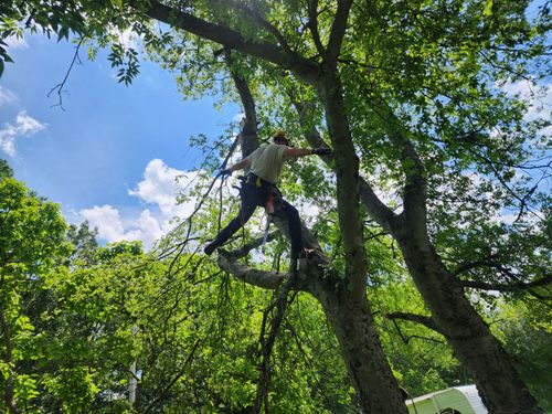  for Affordable Tree Service TN in White House, TN