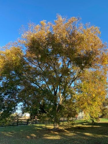 Tree Removal for Atwood’s Tree Care in Liberty,  KY