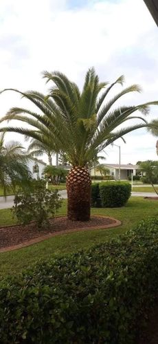 Tree Trimming for Highlands Tree Service LLC in Avon Park, FL