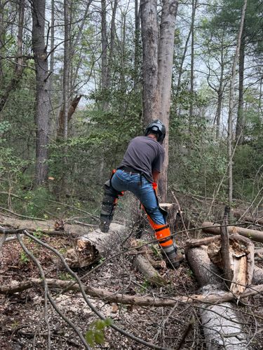 All Photos for Ramirez Tree Care in Elkin, NC