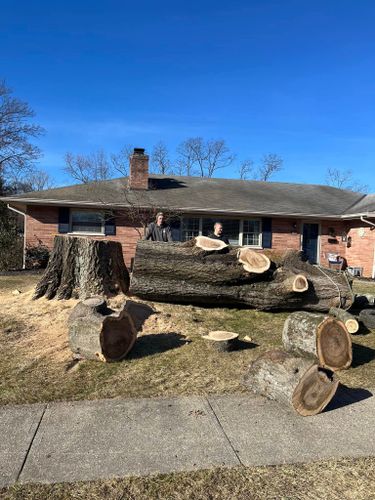 Stump Removal for Precision Tree Service, Inc. in Ryland Heights, KY