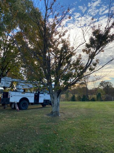 Fall and Spring Clean Up for Atwood’s Tree Care in Liberty,  KY