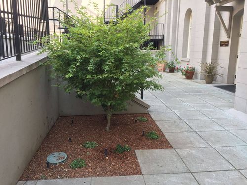 Drought Tolerant Landscapes for Blue Water Landscape Services in El Dorado Hills, CA