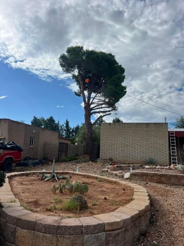 Tree Trimming and Shaping for By Faith Landscaping in Sierra Vista, AZ