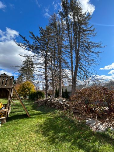 Clean Up for DC TREE in Vernon, CT