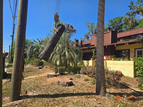 Tree Removal for Near Me Tree Service, Inc. in DeLand, FL