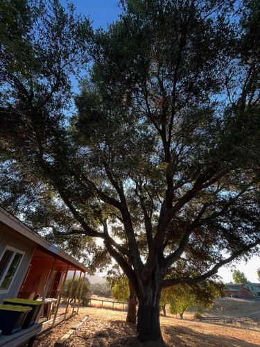 Tree Removal for A1 Junk & Tree Solutions, LLC in Paso Robles, CA