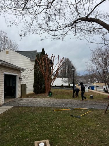 Tree Removal for DIAZ TREE in Stafford, VA