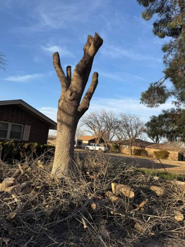 Stump Removal for Lion In The Tree Trimming Service in Big Spring, TX