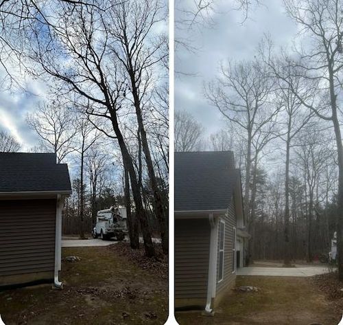  for McBee’s Tree Service in Sewanee, TN