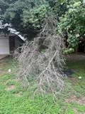 Tree & Shrub Care for Oviedo Land & Garden in Bastrop, TX