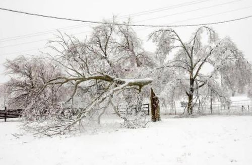  for Williamson Logging in Hardy, VA