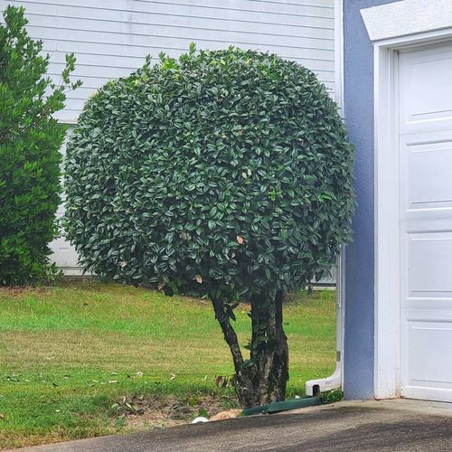 Shrub Trimming for Hendrix Family Landscaping in Dallas, GA