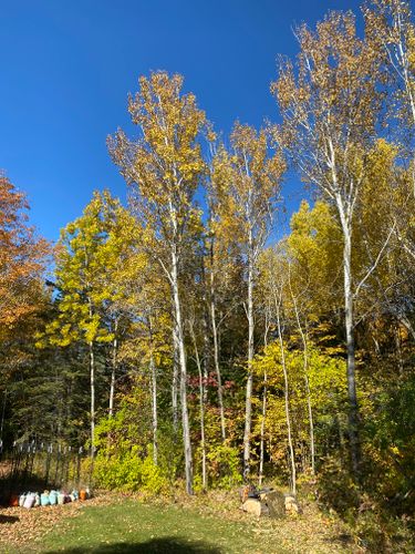 Tree Removal for Bear Creek Tree Service LLC in Rudyard, MI