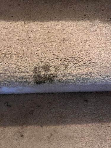 Bleach Spot Removal for Ricas Color Carpet Dyeing Services in New Britain, CT