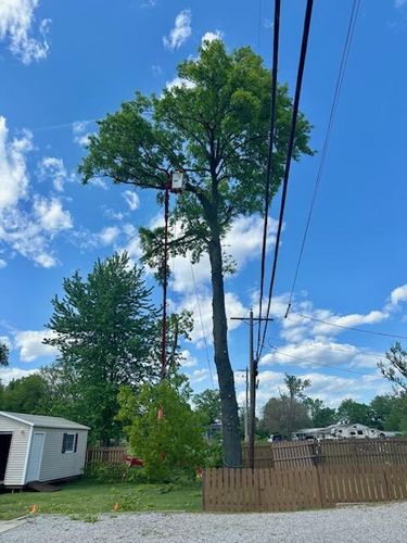 Tree Trimming for Hendricks Tree Service in Belleville, IL