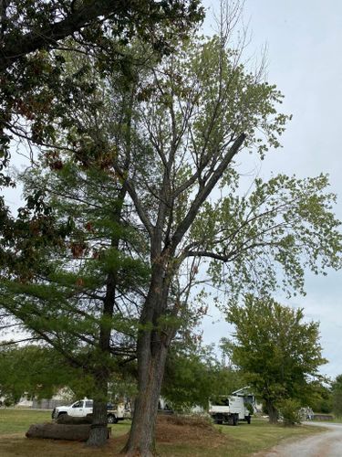 Fall and Spring Clean Up for Atwood’s Tree Care in Liberty,  KY