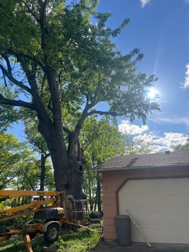 Tree Removal for K and Z Tree Care in Isanti County, MN