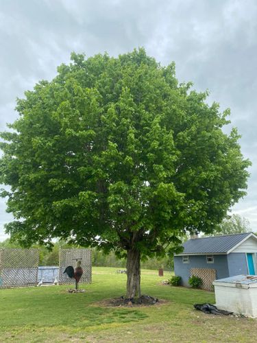 All Photos for Atwood’s Tree Care in Liberty,  KY