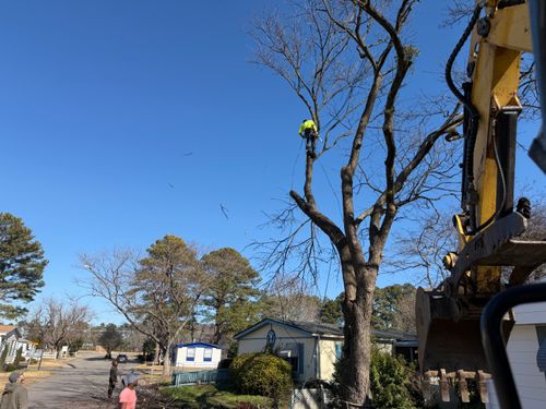  for Tidewater Tree Service in Chesapeake, VA