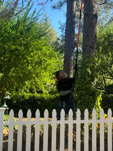 Fruit Tree Pruning for The Tree Fairy in Temecula, CA
