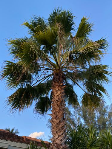 Palm Trimming for A.C.'s Landscape and Lawn Maintenance in   Coral Springs, FL