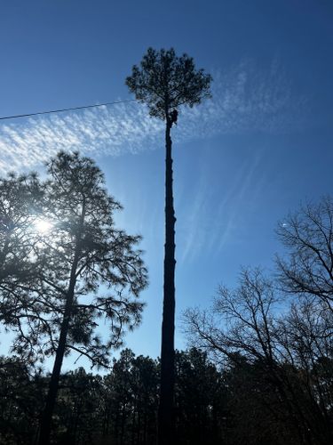 Tree Removal for Lake Murray Outdoor Solutions LLC in Leesville, SC