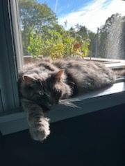 Animal Sanctuary for Sullivan Sanctuary of Maine in Brunswick, ME