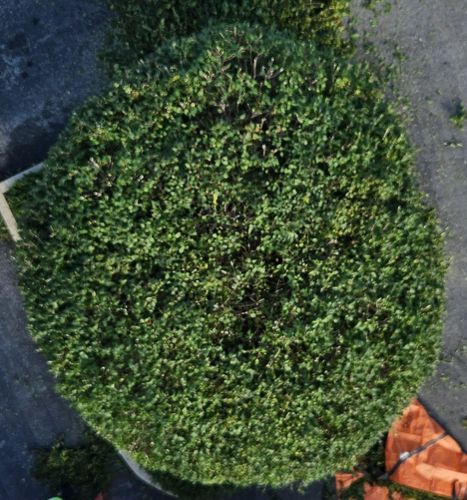 Tree Pruning & Trimming for Highborn Tree Service in Wheatfield, IN