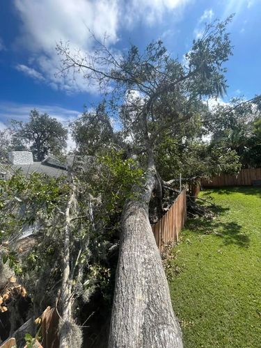 Tree Removal for McGraw’s Lawn and Tree Service in DeLand, FL