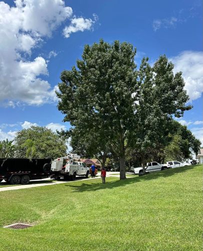 Tree Removal for A-1 Arbor Tech in Groveland, FL