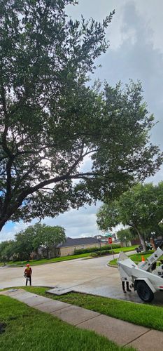  for Servin's Tree Care  in Houston, TX