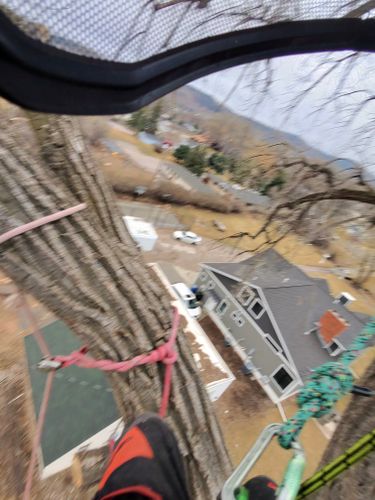  for Elevated Tree Care in Gillette, WY