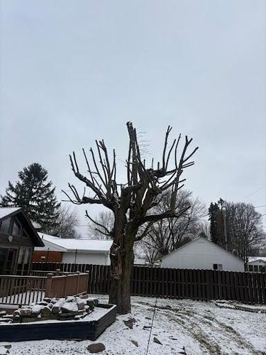  for Dig-It Tree Company in Mason, OH