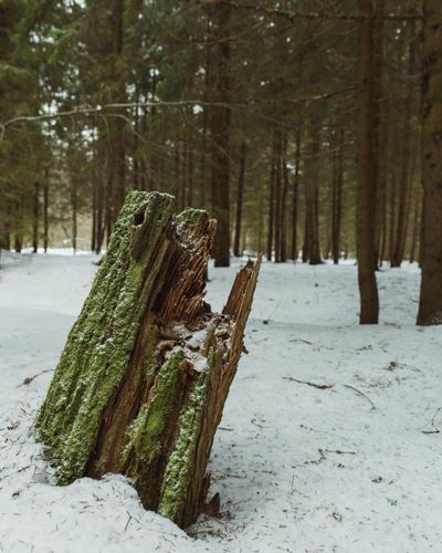  for Oakwood Tree Removal LLC in Oak Creek,  WI