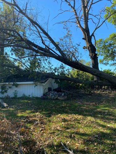 Tree Trimming for Allstate Tree Service in Fridley, MN