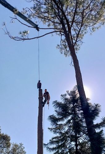 All Photos for A Southern Style Tree Service in Orlando, FL