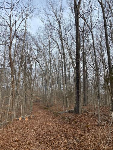 Tree Removal for Atwood’s Tree Care in Liberty,  KY