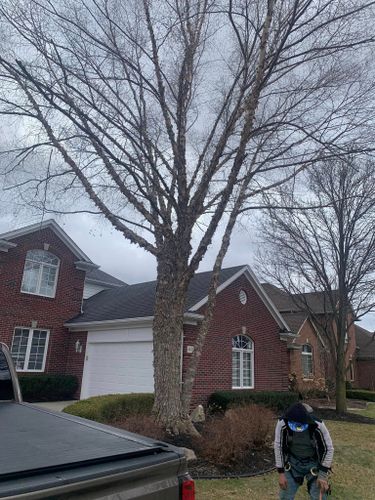 Haul Off for Ramirez Tree Care in Pontiac, Michigan