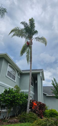 Tree Trimming for Tezna Landscaping, Trees & Pavers in Valrico, FL