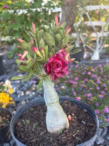 Plant Installation for Lawn Caring Guys in Cape Coral, FL