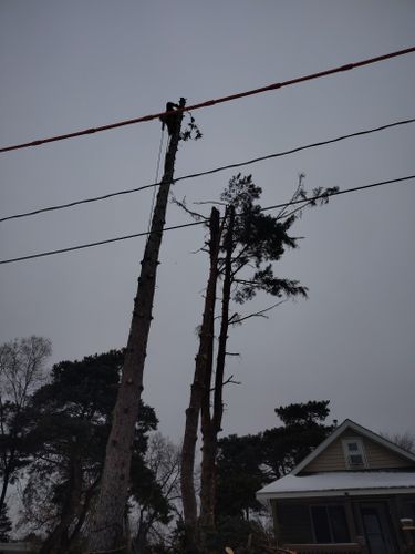  for Dan's Tree Service LLC in Bemidji, MN