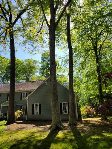  for Woody's Tree and Landscape in Fredericksburg, VA