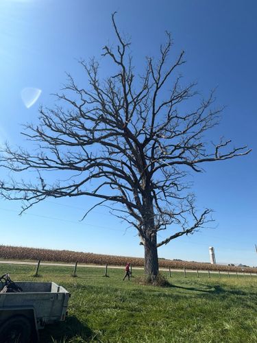  for Dig-It Tree Company in , 