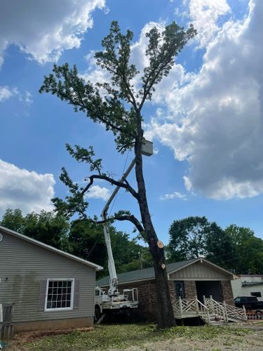 All Photos for Tree Guys Pressure Washing & Stump Grinding in Scottsboro, AL