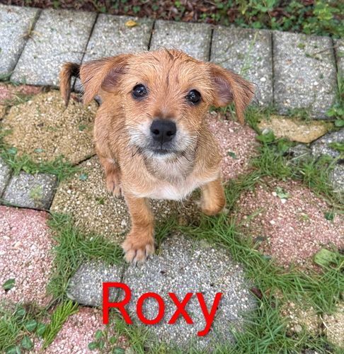 Animal Sanctuary for Sullivan Sanctuary of Maine in Brunswick, ME