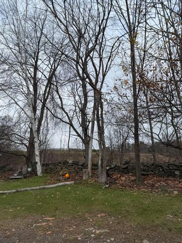  for Sterlings Tree Removal in Cobleskill, New York