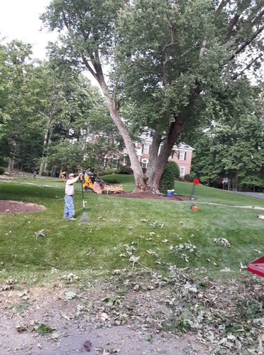 Tree Removal for Mario's Tree Service in Richmond, VA