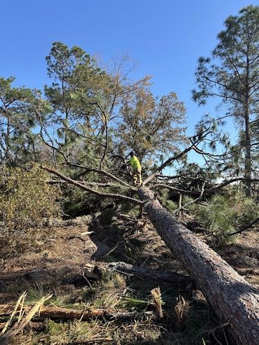 Tree Trimming & Removals for Aztec Land Destroyers LLC in Ocala, FL